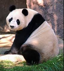 China is more in love with its pandas than ever. That’s complicated matters for Beijing
